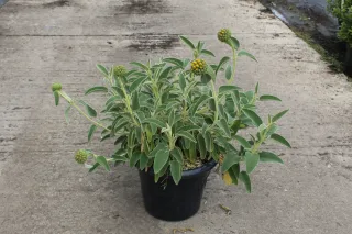 Pot 7.5L