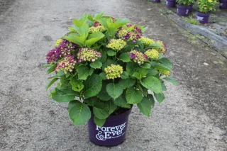 Pot 12L