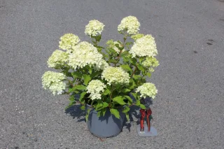 Pot 5L