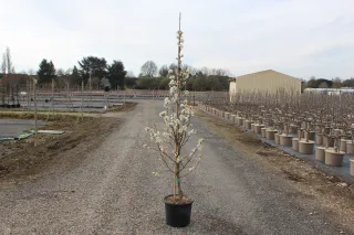 Pot 15L formé en baliveau hauteur variable entre 150-250 cm (hors pot)