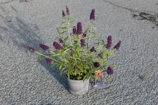 Pot 3L