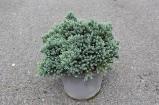 Pot 7.5L hauteur 40-50 cm (hors pot)