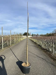 Pot 7.5L Arbre colonnaire – Hauteur 100-150 cm (hors pot)