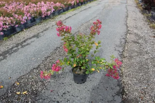 Pot 3L