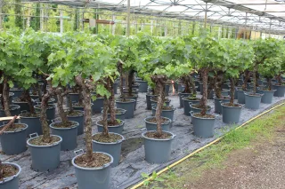 Pot 30L