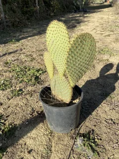 Pot 5L Hauteur 35-40 cm (hors pot)