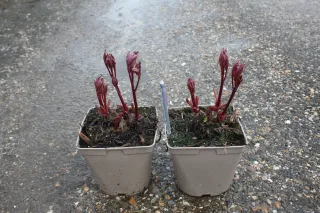 Pot 25L