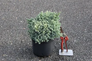 Pot 3L hauteur moyenne 15/20 cm (hors pot)