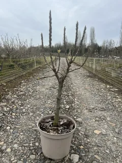 Pot 10L formé en ¼ de tige, hauteur totale de 60/80 cm (hors pot)