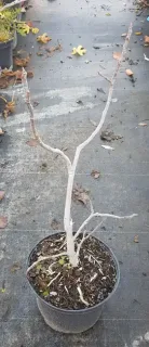 Pot 3L