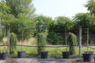 Pot 90L formé en tige de 200 cm, avec une force de 12 à 14 cm, pour une hauteur totale de 200 à 300 cm (hors pot)