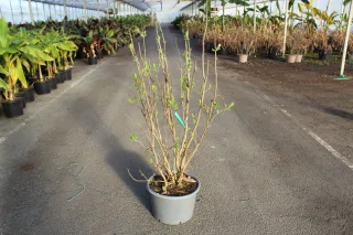 Pot 20L