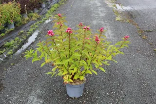 Pot 7.5L