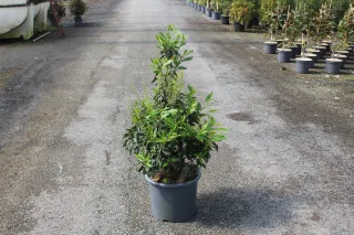 Pot 15L hauteur moyenne 80/100 cm (hors pot)