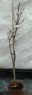 Pot 3L