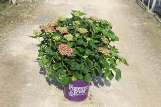 Pot 12L