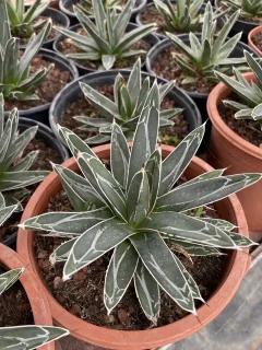 Pot 2L Hauteur 10 cm (hors pot)