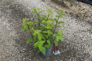 Pot 3L