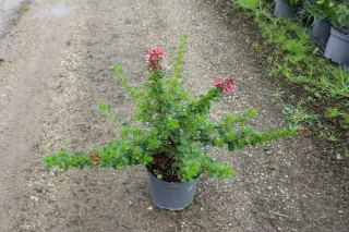 Pot 3L