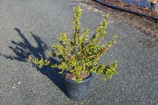 Pot 7.5L hauteur moyenne 40/60 cm (hors pot)
