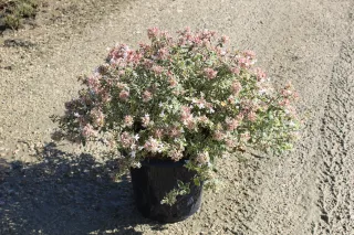 Pot 7.5L