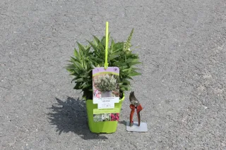 Pot 4L