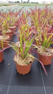 Pot 2.5L Touffe