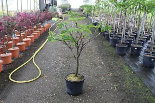 Pot 15L formé en ¼ de tige, hauteur totale de 60/80 cm (hors pot)
