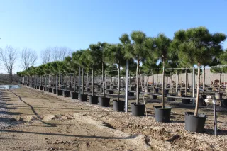 Pot 90L hauteur moyenne 300/350 cm (hors pot)