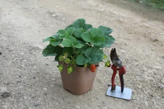 Pot 2L hauteur moyenne 20/40 cm (hors pot)