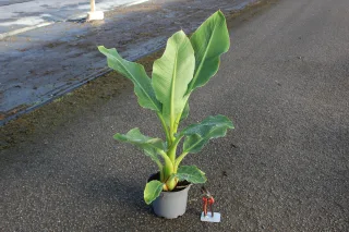 Pot 5L