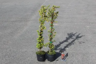 Pot 3L hauteur moyenne 80/100 cm (hors pot)