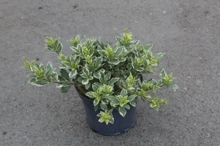 Pot 3L