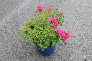 Pot 5L