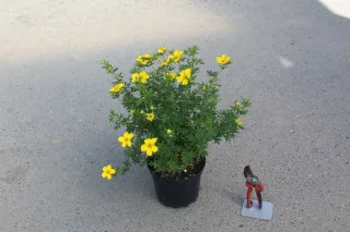 Pot 3L