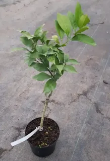 Pot 2.5L sur poncirus - formé en touffe