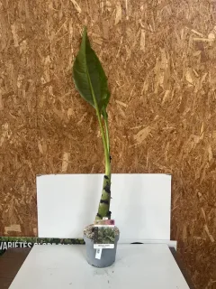 Pot 3,3L