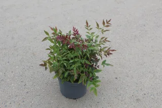 Pot 3L