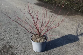 Pot 7.5L hauteur moyenne 40/60 cm (hors pot)