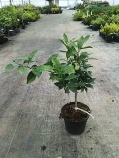 Pot 5L sur poncirus - formé en touffe