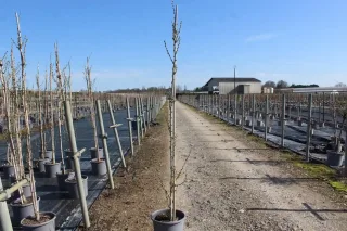 Pot 15L formé en baliveau hauteur variable entre 150-250 cm (hors pot)