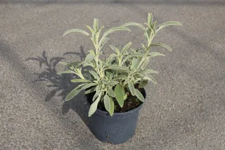 Pot 3L
