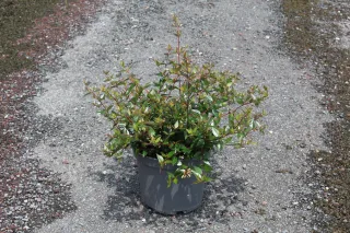 Pot 5L