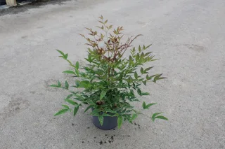 Pot 3L