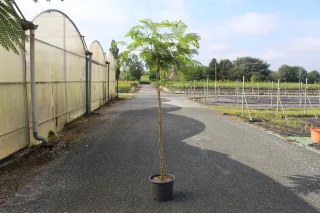 Pot 15L formé  une tige de 130 cm, pour une hauteur totale de 180 à 200 cm (hors pot)