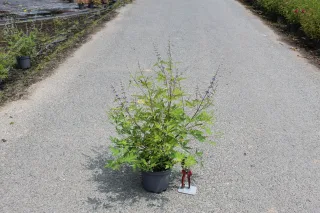 Pot 3L