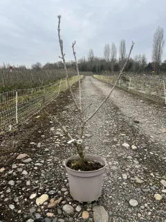 Pot 7.5L
