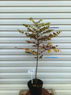 Pot 5L Baliveaux