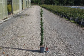 Pot 3L hauteur moyenne 80/100 cm (hors pot)