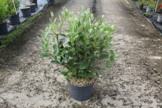 Pot 7.5L